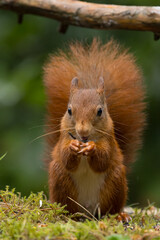 Red squirrel in a forest setting with a green background.