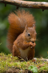 Red squirrel in a forest setting with a green background.