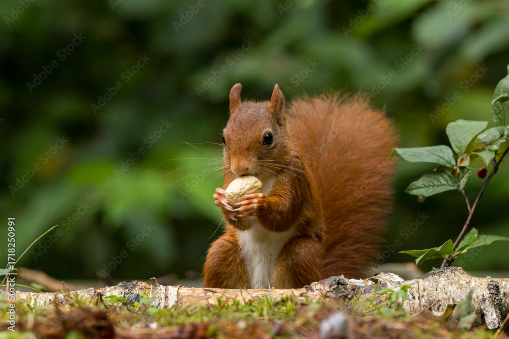 Canvas Prints red squirrel in a forest setting with a green background.