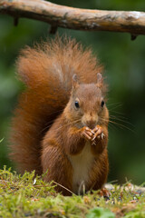 Red squirrel in a forest setting with a green background.