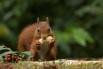 Red squirrel in a forest setting with a green background.