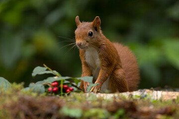 Red squirrel in a forest setting with a green background.