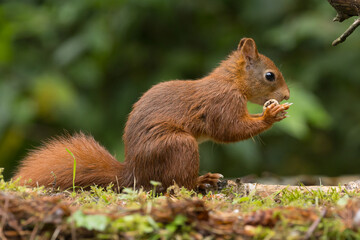 Red squirrel in a forest setting with a green background.