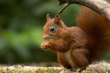 Red squirrel in a forest setting with a green background.