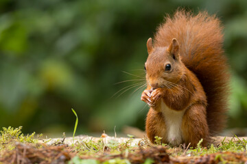 Red squirrel in a forest setting with a green background.