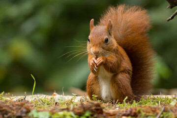 Red squirrel in a forest setting with a green background.
