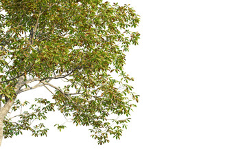 Obraz premium Aesculus hippocastanum Tree corner view 4k cutout