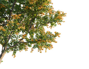 Berberis darwinii Tree corner view cutout transparent background