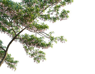 Elaeocarpus hainanensis Tree corner 4k cutout transparent background