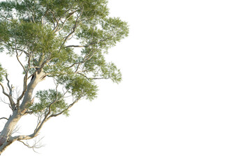 Obraz premium Eucalyptus saligna Tree corner cutout transparent isolate on background