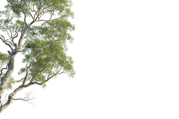 Eucalyptus saligna Tree corner view cutout transparent background