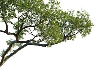 Ficus microcarpa Tree corner view 4k cutout