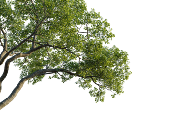 Ficus microcarpa Tree corner view 4k cutout