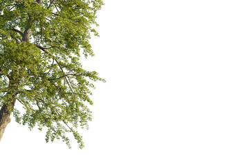 Ginkgo biloba Tree corner 4k isolate cutout