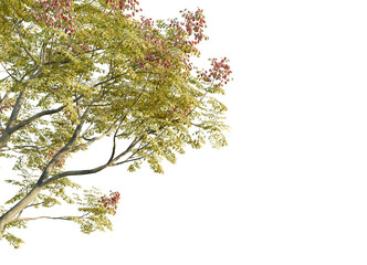 Koelreuteria paniculata Tree corner view 4k cutout