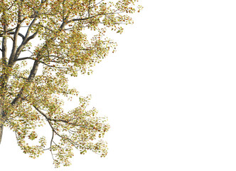 Liriodendron tulipifera Tree corner cutout transparent isolate on background