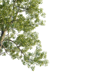 Liriodendron tulipifera Tree corner 4k cutout transparent background