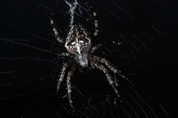 Spider on web in the dark, close up macro shot