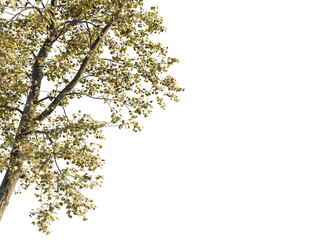 Populus x canadensis Tree corner view 4k cutout