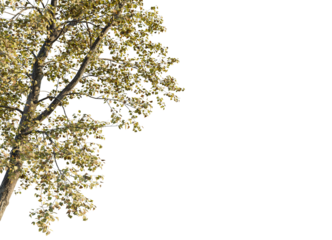 Populus x canadensis Tree corner view 4k cutout