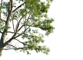 Robinia pseudoacacia Tree corner 4k cutout transparent background