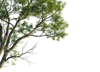 Robinia pseudoacacia Tree corner view 4k cutout