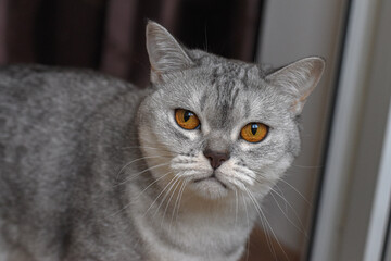 Gray Cat Looking Curious. Curious gray cat staring straight ahead with bright green eyes, indoor portrait.
