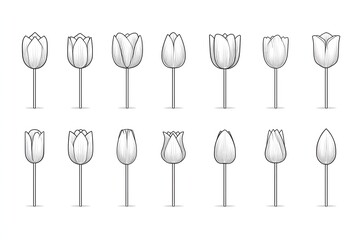 Line Drawing of Tulip Flowers in Various Stages of Bloom
