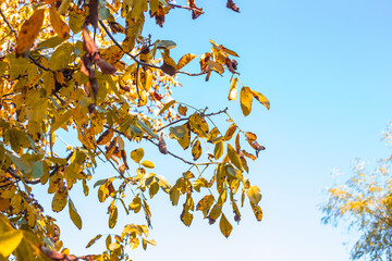 Golden autumn leaves decorate a tree branch, against a bright blue sky, changing seasons