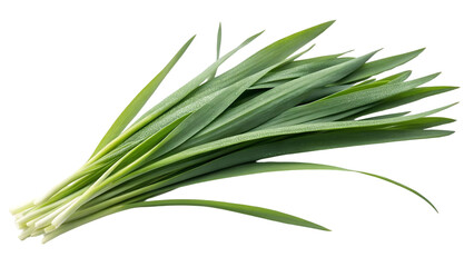 Fototapeta premium Fresh Chives bunch green herb ingredient cooking food Isolated on white background