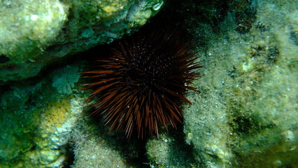 Purple sea urchin, Rock sea urchin or Stony sea urchin (Paracentrotus lividus) undersea, Aegean Sea, Greece, Halkidiki, Pirgos beach
