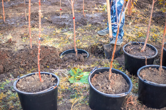 A man plants a small tree in a pot in a prepared hole in the garden. Growing a nursery