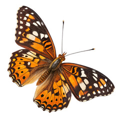 Fototapeta premium Butterfly insect wings orange brown white detailed macro photography Isolated on white background