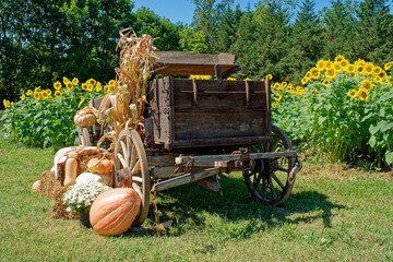 Wooden wagon with sunflowers and pumpkins