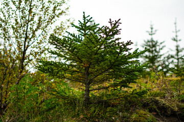 Obraz premium Young green fir tree in natural forest