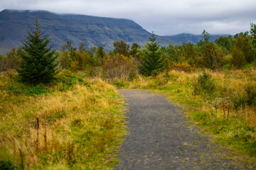 Mountain hiking path through forest and meadow