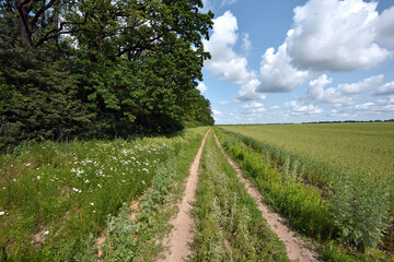 spikelets. road in the field. Fresh green young unripe juicy spikelets of wheat, green field. Oats, rye, barley. harvest in spring or summer. agricultural field, agriculture, farmland, agribusiness