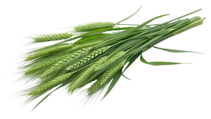 Green wheat ears bunch Agriculture harvest nature food ingredient Isolated on white background