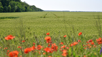agricultural lands. Beautiful red poppy wild flower in a wheat field. delicate petals of red poppies in the sun. background with poppy flowers. beauty in nature. close-up. spring season, summer time
