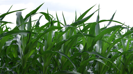 green corn leaves. Corn farm. photo of corn field. concept of good harvest, agricultural. Field of corn in spring or early summer. industrial background. close-up