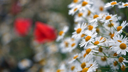 delicate flower of white chamomile. Matricaria chamomilla, white wildflowers. beautiful white chamomile flowers on a green field close-up on a summer day. floral background. beauty of nature