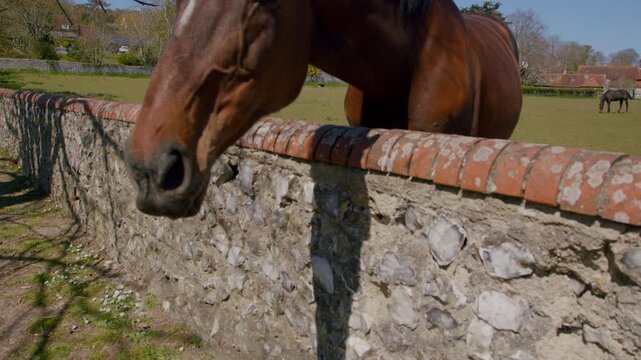rown Horse Next to Brick Wall in a Field.