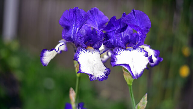 Irideae. iris flowers are blooming in the garden, blue and white petals. macro photo, floral natural background. beautiful flowers close-up. blooming in the flowerbed. spring season, summer time
