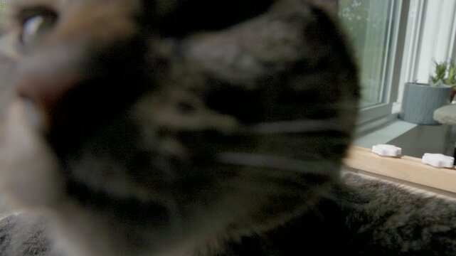 Curious Cat Sniffing Camera Lens