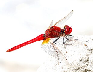 Red dragonfly perched on a light gray surface