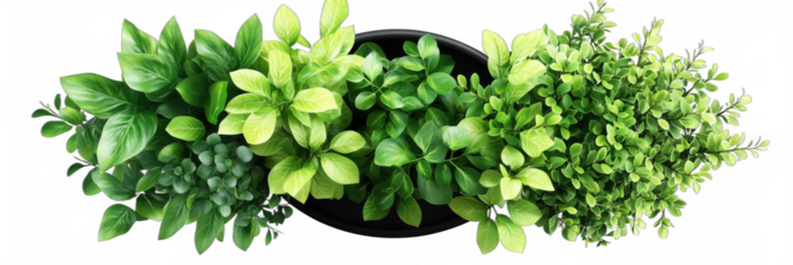 Lush Green Indoor Plants Arrangement in Black Pot for Home Decor and Aesthetic Appeal, for design template