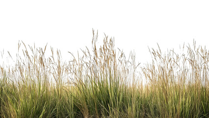 PNG of A vibrant patch of tall grass sways gently in the breeze, showcasing its rich textures and earthy tones.