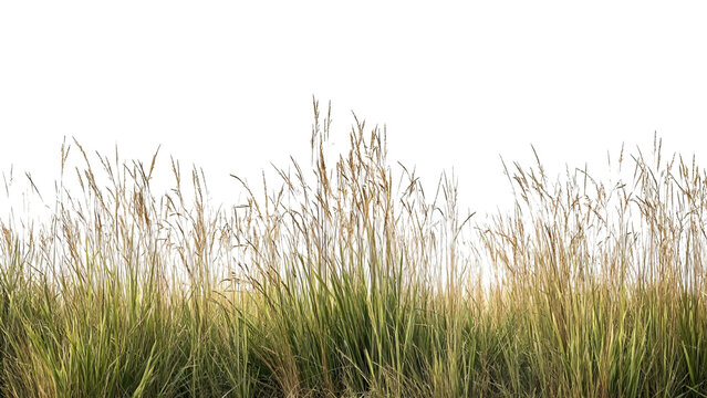 PNG of A vibrant patch of tall grass sways gently in the breeze, showcasing its rich textures and earthy tones.