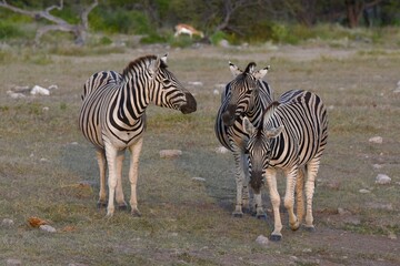 Steppenzebras (Equus quagga) im Wasserloch Chudop im Abendlicht (Etoscha Nationalpark)