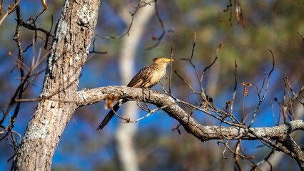 White-rumped anu, Guira guira, is a species of bird in the cuculidae family that occurs in South America.
